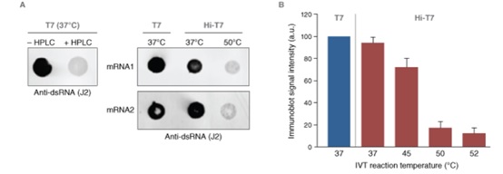 Hi-T7 耐热 RNA 聚合酶（高浓度）--NEB