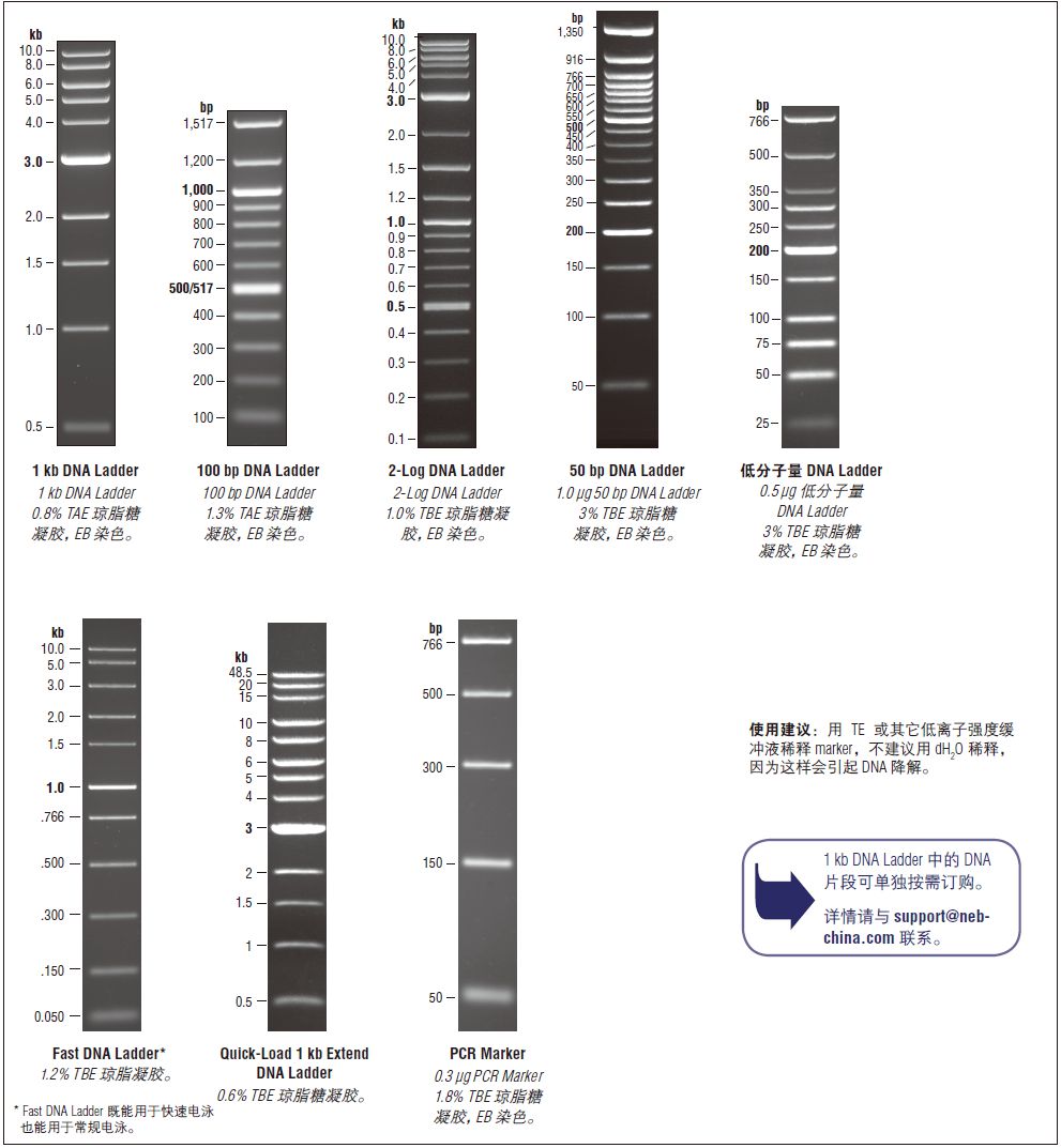 低分子量 DNA Ladder--NEB