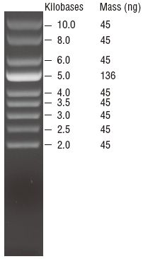 超螺旋 DNA Ladder--NEB