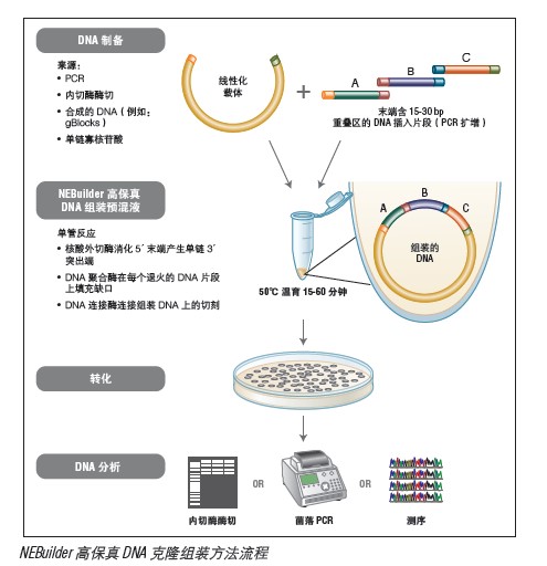 NEBuilder 高保真 DNA 组装克隆试剂盒--NEB