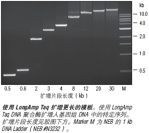 LongAmp® Taq DNA 聚合酶--NEB